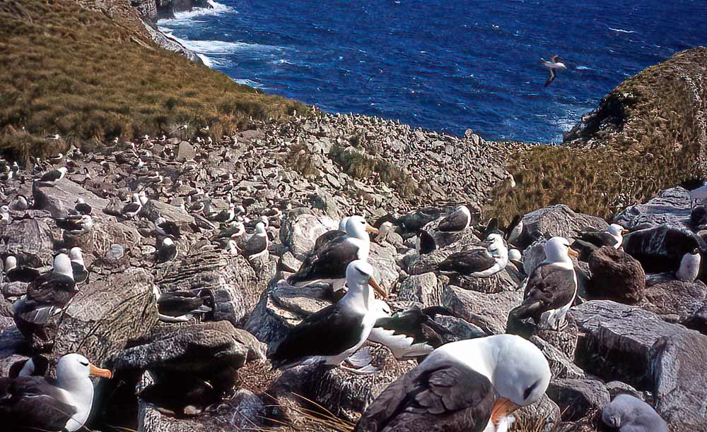 Leica C3 alle Falkland