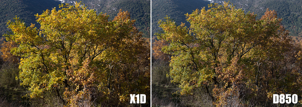 Confronto formati sensori: Hasselblad X1D, Nikon D850