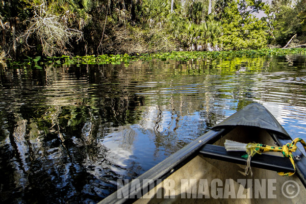 Nikon D500 Nadir Magazine © Florida