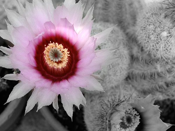Sony H10 © Nadir Magazine 2009