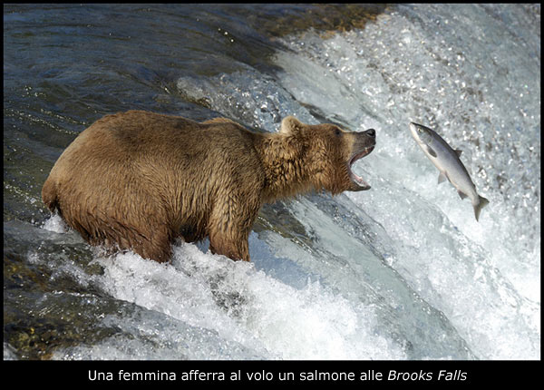 Una femmina afferra al volo un salmone alle Brooks Falls